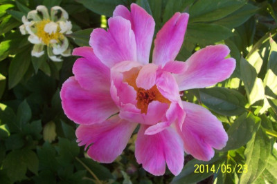 Mai_117_Green_Halo_und_Pink_Luau.jpg
