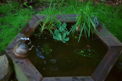 Teich2014.jpg