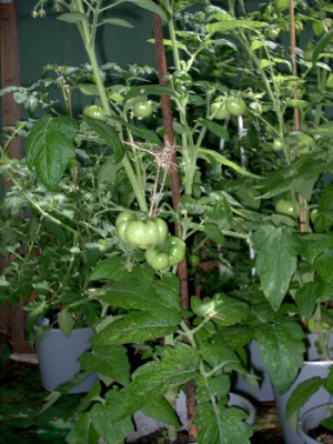 Garten16.07.05_005.jpg