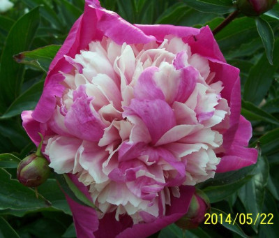 Mai_103_Qi_Hua_Lu_Shuang.jpg