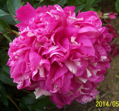 Mai_104_Qi_Hua_Lu_Shuang.jpg