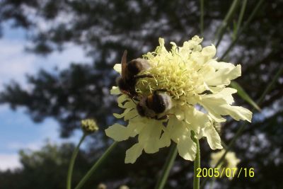Hummeln_sammeln_an_Scabiose.jpg