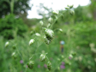 Zittergras_140524.jpg