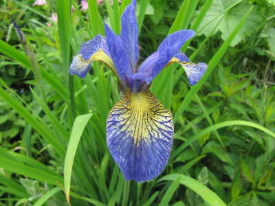 Iris_sibirica_Samling_140524.jpg