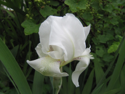 Weie_Iris_ohne_Namen_140524.jpg