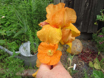 2mal_Orange_140524.jpg