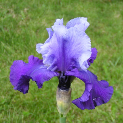 Iris_mystique20140524_kl.jpg