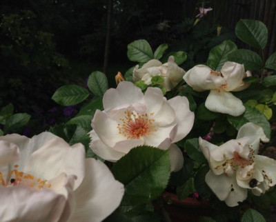 20140524_jacqueline_du_pre.jpg