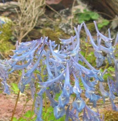 Corydalis_omeiense--skl.ax.jpg