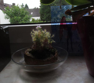 D.scorpioides-top-g.jpg