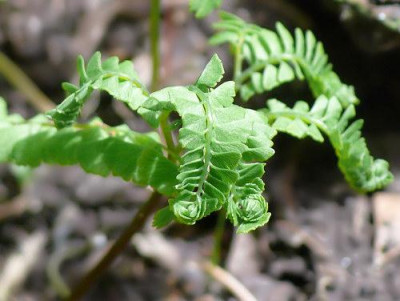 Adiantum_aleuticum_var._subpumilum.jpg