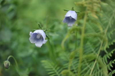 Codonopsis_obtusa_05.jpg