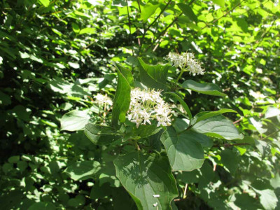 grossstrauchwwald.jpg