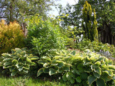 Hosta_Sagae_fluctuans.JPG