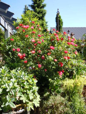 Maibilder_2014_024.JPG