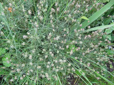 Plantago_sempervirens_140525.jpg