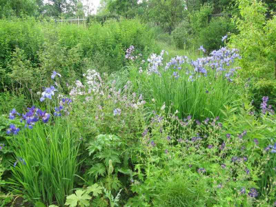 MGP_Iris_sibirica_140524.jpg