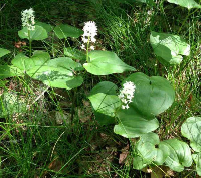 Maianthemum_bifolium_05-2014_900x900_80KB.jpg