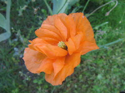 Papaver_atlanticum_halbgefullt_140525.jpg