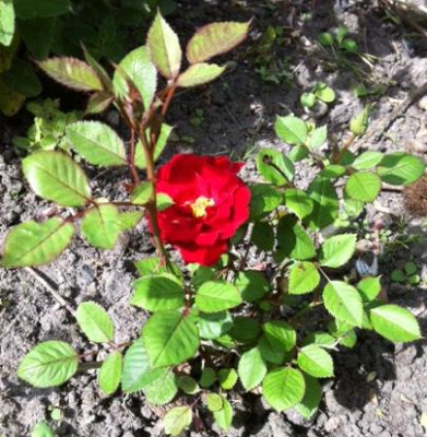 Miniwildrose.jpg