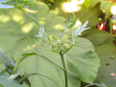 Emerald_Lace_Knospe_Kopie.jpg
