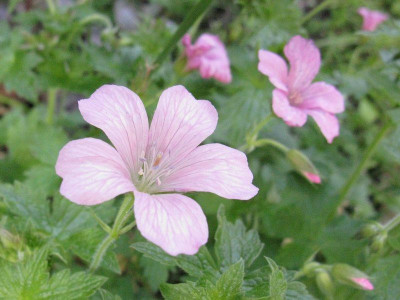 Geranium_x_oxonianum_Slg_Kopie.jpg