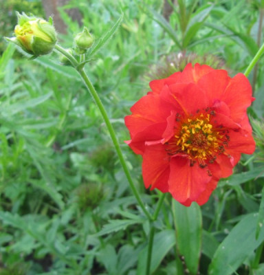 Geum_rot_140525.jpg