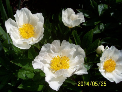 Mai_130_Krinkled_White.jpg