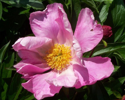 Mai_129_rosa_Flatterding.jpg