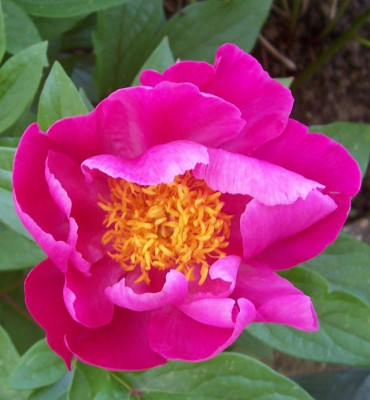 Mai_137_Samling_pink.jpg