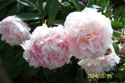 Mai_142_rosa_unbekannt.jpg