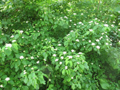 grossstrauchwwald1.jpg