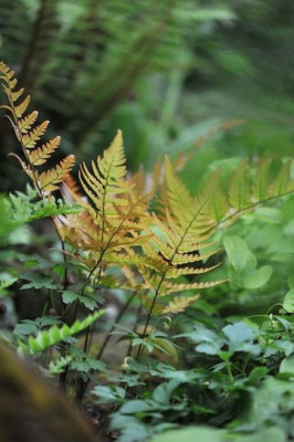 Dryopteris_erythrosora_05.jpg
