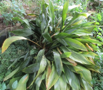 Aspidistra-ax.jpg
