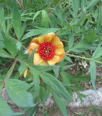 P.delavayii-uwe2.jpg