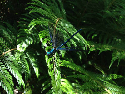 prachtllibelle_20140521_zg2.jpg