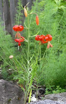 comp_Lilium_pumilum_27.05.14.jpg