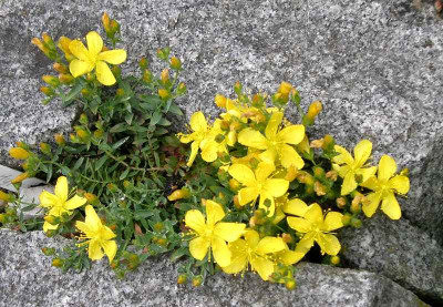 comp_Hypericum_kazdaghensis_27.05.14.jpg