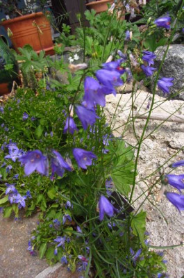 Campanula_unbek.jpg