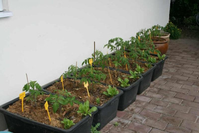 Tomaten_Mai0114.jpg
