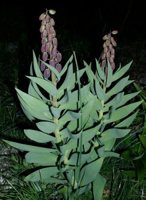 04130002_eFritillaria_persica.JPG