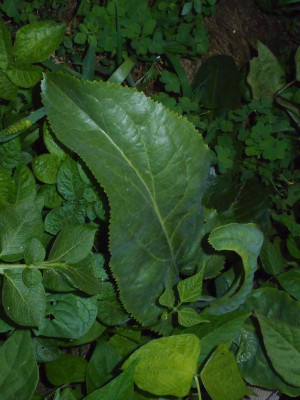 P5270790.jpg