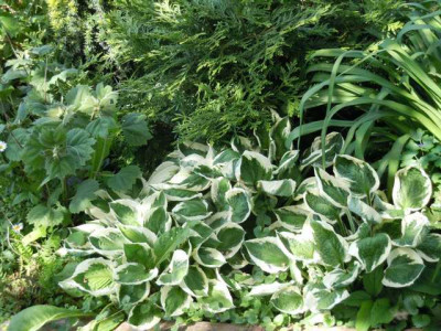 Hosta_Patriot_mit_boehmeria.JPG