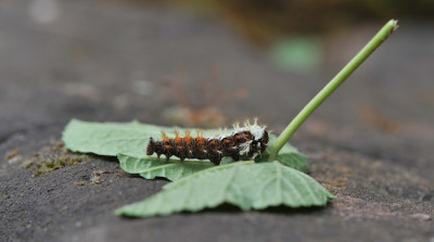 Raupe_Johannisbeere.jpg