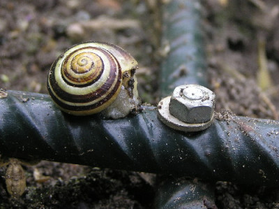 Schneck-2004-1.jpg