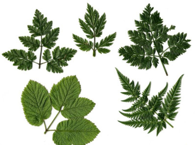Chaerophyllum_Ubersicht.jpg