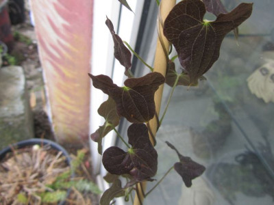 Dioscorea-dunkel.jpg