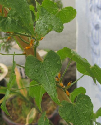 Dioscorea-abgebluht-kl.jpg
