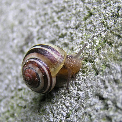 Schneck-2004-2.jpg