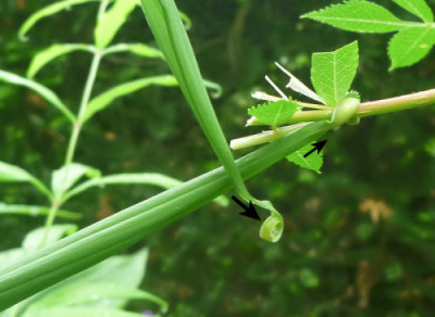 Polygonatum_cirrhifolium_kl.jpg